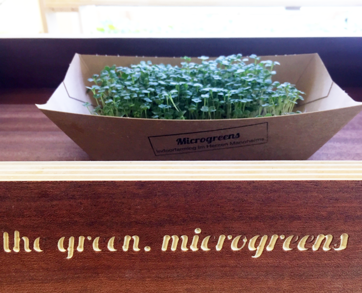 Das Mikrogemüse wird in kleinen Schiffchen verkauft - hier übrigens Rucola.