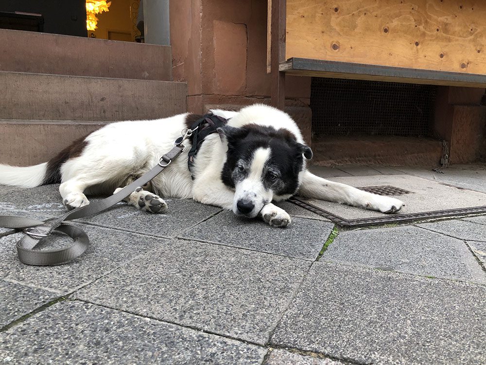 Hund Joko gehört zur Galerie wie die Fotografien. © Katharina Koser