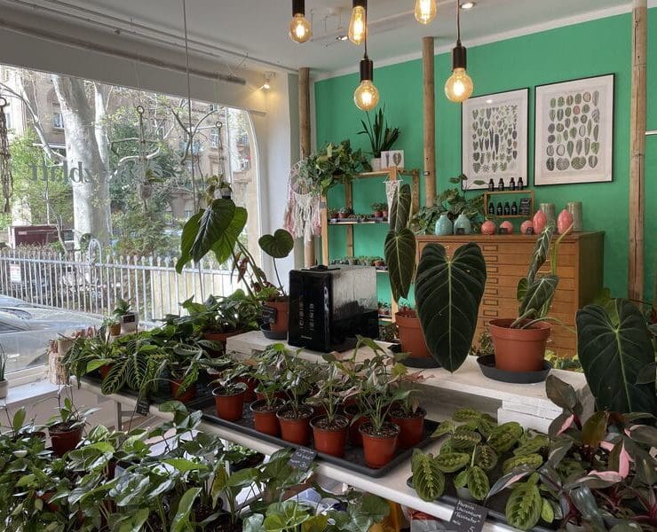 Ein Meer aus kleinen grünen Liebligen. © Vanessa Müller