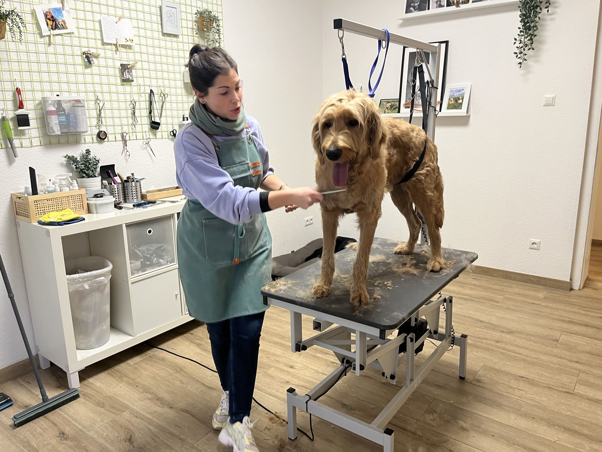 Bürsten, schneiden, zupfen: der Golden Labradoodle Balu ist mit seinen neun Monaten zum Stammkunden geworden. © Daniela Steinbrenner